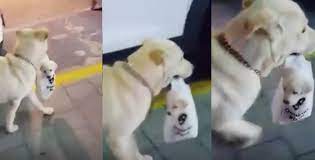 Mother Dog Carries Baby Puppy In Plastic Bag Breaded Cats