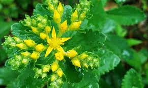 It can be incorporated into your diet to take advantage of. China Factory Wholesale Drynaria For Teeth Medicinal Herbs Dried Rhodiola Rosea Hong Jing Tian Rose Root Drotrong Factory And Manufacturers Drotrong