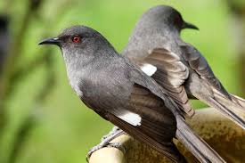 Baca dengan lengkap cara perawatan burung kacer agar gacor. Harga 8 Suara Burung Murai Air Ekor Panjang Jenis Gambar