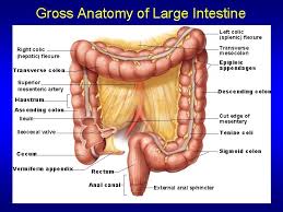 (cadiat.) the intestinal villi (villi intestinales) are highly vascular processes, projecting from the mucous membrane of the small intestine throughout its whole extent, and giving to its surface a velvety appearance. Topics For Student Presentations In Lab On Mon
