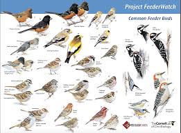 Common Feeder Birds 2 Identifying Birds Bird Poster Midwest Birds