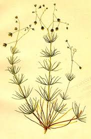 Image result for Spergula