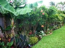 Diy Tropical Fence Border Garden Update Just A Few Weeks Have Passed And You Can See The Difference Tropical Landscaping Tropical Backyard Tropical Plants