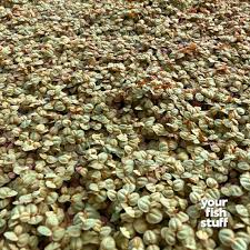 Image result for Phyllanthus parvulus