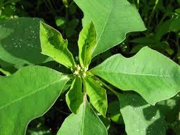 Image result for Euphorbia heterophylla