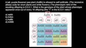 G e n e t i c s. Dihybrid Cross Problem And Solution Youtube