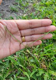 Image result for Paspalum conjugatum