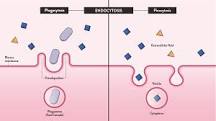 Image result for Endocytosis and exocytosis