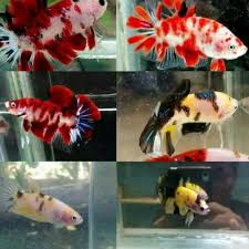 Jual ikan cupang jenis koi galaxy multicolor poto di atas adalah sample stock ikan yang kami jual ukuran ikan yang kita jual (m) warna yang kita kirim random karena banyak corak nya dan stock kami banyak harga murah ga nguras kantong masih terjangkau sama pelajar murah bukan berarti. Awal Anakan Burayak Ikan Cupang Koi Nemo Emerald Merah Kuning Galaxy Male Jantan Akhir Shopee Indonesia