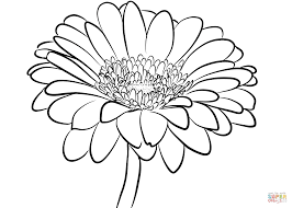 Gerbera Daisy Super Coloring Daisy Drawing Daisy Flower Drawing Flower Drawing