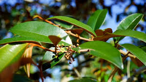 Image result for Chrysophyllum