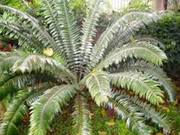 Image result for Encephalartos senticosus
