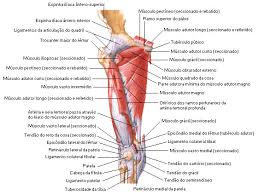 Musculos Da Coxa Sistemas Aula De Anatomia
