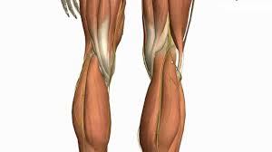 You've probably heard this mentioned more in horses. Muscles Of The Leg Part 2 Anterior And Lateral Compartments Anatomy Tutorial Youtube