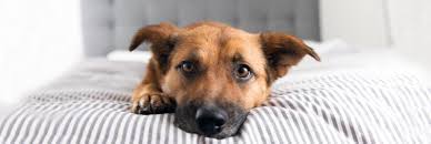 13,197 likes · 746 talking about this · 47 were here. Adoption Event At The Paw Wash Signals Az