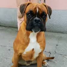 Boxer puppies for sale.ma, me, nj, ny, ct, nh, european. Jersey Boxer Breeder Home Facebook