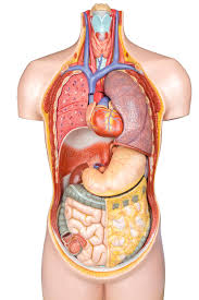 Muscular system anatomy:muscles of the anterior abdominal wall torso model description. 29 166 Human Torso Photos Free Royalty Free Stock Photos From Dreamstime