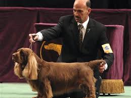 Image result for sussex španěl