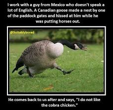 Pin On All Types Of Funny Pictures Funny Memes Funny Jokes