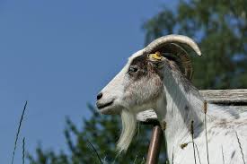 Hodowca, od którego warszawski ratusz wynajął kozy, obwinia bezdomnego o  zaniedbania