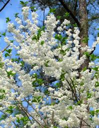 Image result for Prunus serotina