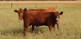 Cattle Atkinson Livestock Market Nebraska
