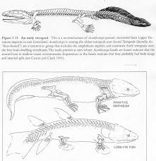 Instead of the four chambered heart that mammals have they have a two chambered heart. Untitled