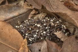 Image result for Strobilurus conigenoides