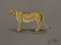 However, the autonomic nervous system is not just about responding to threats. Artstation Lioness Anatomy Cristina Adam