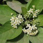 Image result for Carpodiptera africana