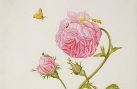 Malvorlage schmetterling drucken ausmalbilder schmetterling 40 ausmalbilder zum ausdrucken. Maria Sibylla Merian Bilder Und Bucher Uber Insekten Und Blumen