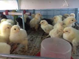 istanbul brahma sus tavuklari light brahma civciv tavuk yumurta sus