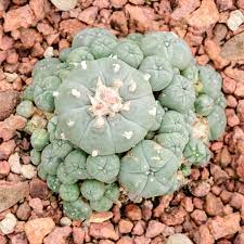 The psychoactive alkaloid is called mescaline. Peyote Myths Effects Risks And How To Get Help