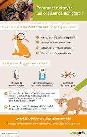 En effet, le célèbre bâtonnet peut être dangereux s'il est mal utilisé. Savoir Quand Et Comment Nettoyer Les Oreilles De Son Chat