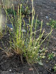 Image result for Hainardia