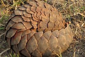 Between 1994 and 2000, almost nineteen tons of pangolin scales. China Declares No More Pangolin Scales In Traditional Medicine News Eco Business Asia Pacific
