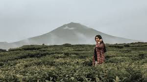 Maybe you would like to learn more about one of these? Perkebunan Teh Tertua Di Indonesia My Theater Trip
