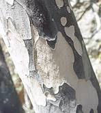 Image result for Ochna arborea