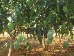 Check spelling or type a new query. Ultra High Density Mango Plantation At Fruiting Age 2 Years 10 Months Download Scientific Diagram