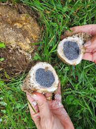 Image result for Scleroderma polyrhizon