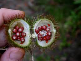 Image result for Bixaceae