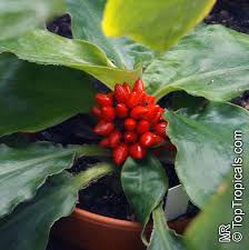 Image result for Palisota