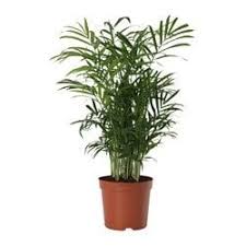 Fresh Home Furnishing Ideas And Affordable Furniture Plants Indoor Plants Artificial Potted Plants