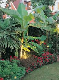 Using Lights To Highlight Bananas In Your Yard Beautiful Tropical Landscape Design Tropical Garden Tropical Backyard