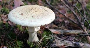 Gorzkówka, występuje w lasach iglastych pod sosnami i świerkami na kwaśnych glebach, ale także na spróchniałym drewnie. Grzyby Trujace Jakich Grzybow Nie Zbierac