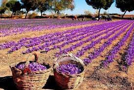 Buenos Dias Desde Hellin Albacete Iniciando La Tarea De La Recolecta Del Azafran Growing Saffron Saffron Flower Saffron Crocus