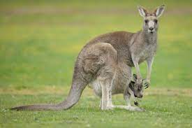 How Long Do Joeys Stay In The Pouch Bbc Wildlife Magazine Discover Wildlife