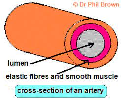 Early branching (or prehilar branching): Explaining How The Human Circulatory System Works Heart Lungs Blood Vessels Arteries Capillaries Veins White Red Blood Cells Platelets Plasma Causes Cardiovascular Disease Statins Stents Igcse O Level Gcse 9 1 Biology Revision Notes
