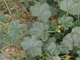 Image result for Malva parviflora
