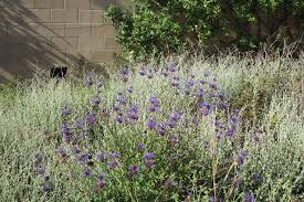 One member has or wants this plant for trade. Mother Nature S Backyard A Water Wise Garden Plant Of The Month July Cleveland Sage Salvia Clevelandii